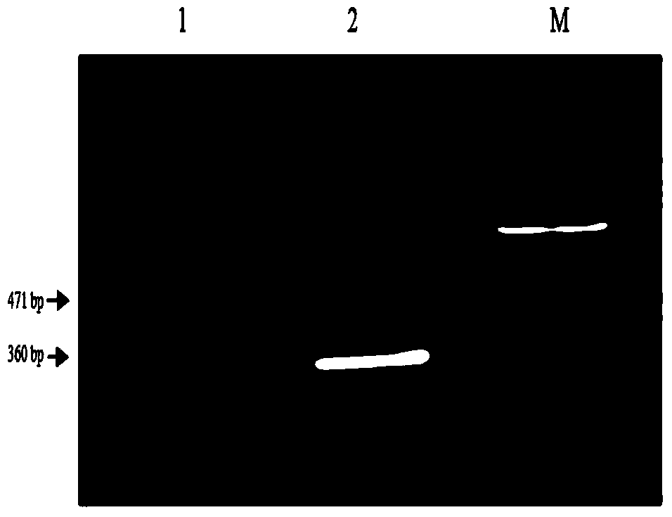 DsRNA of ecdysone receptor (EcR) gene and application thereof to control of damage caused by aphids