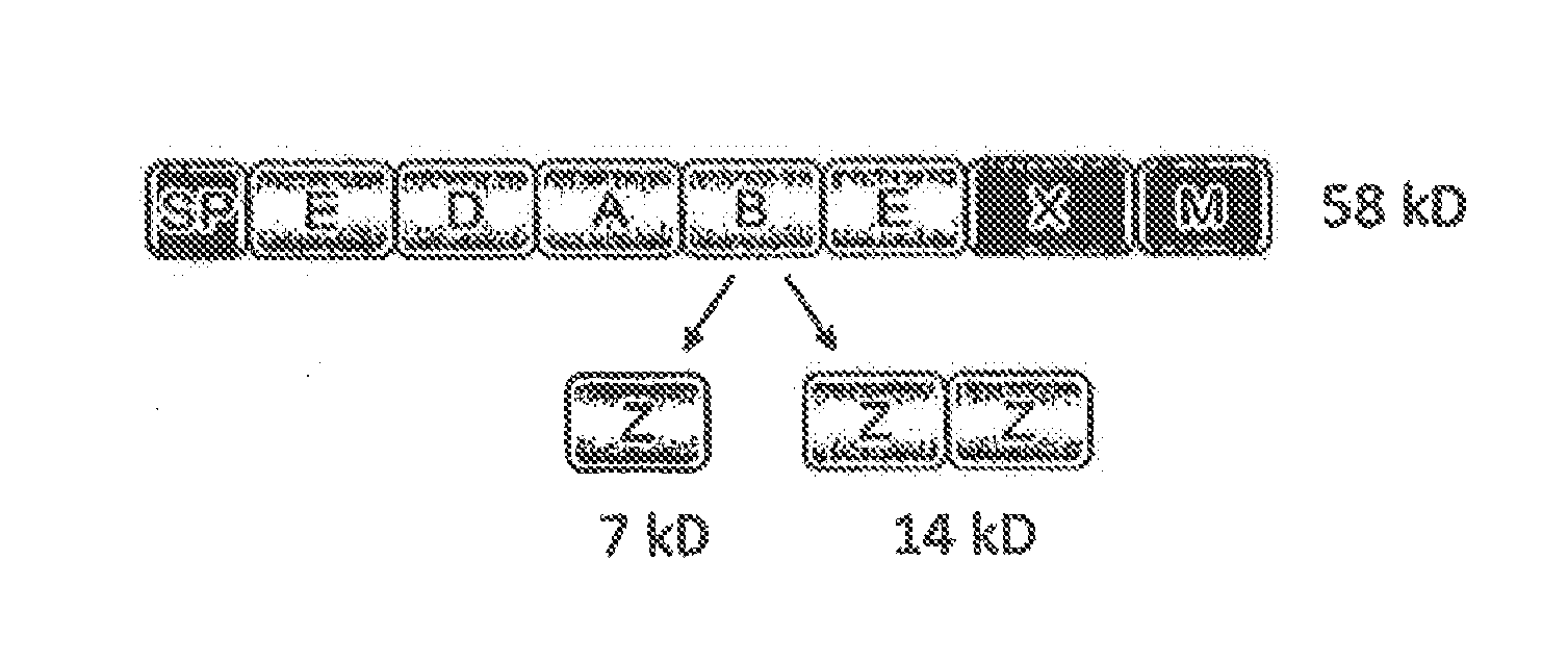 Method of producing secretable antibodies by expression in saccharomyces cerevisiae