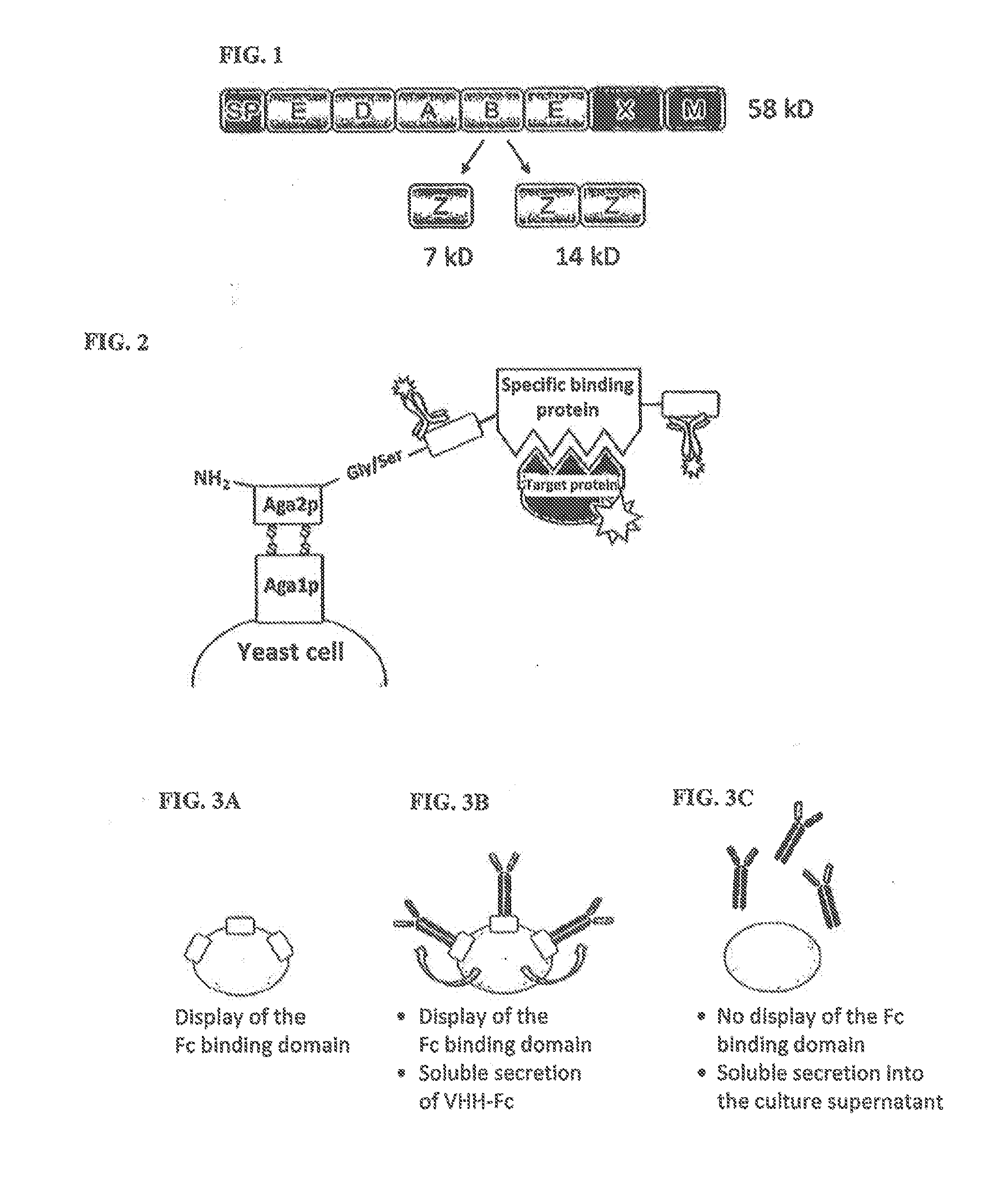 Method of producing secretable antibodies by expression in saccharomyces cerevisiae