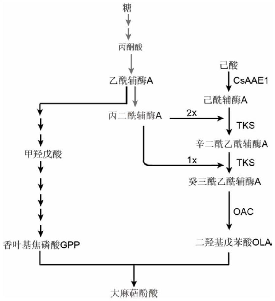 Saccharomyces cerevisiae strain with high yield of cannabigerol and construction method and application thereof