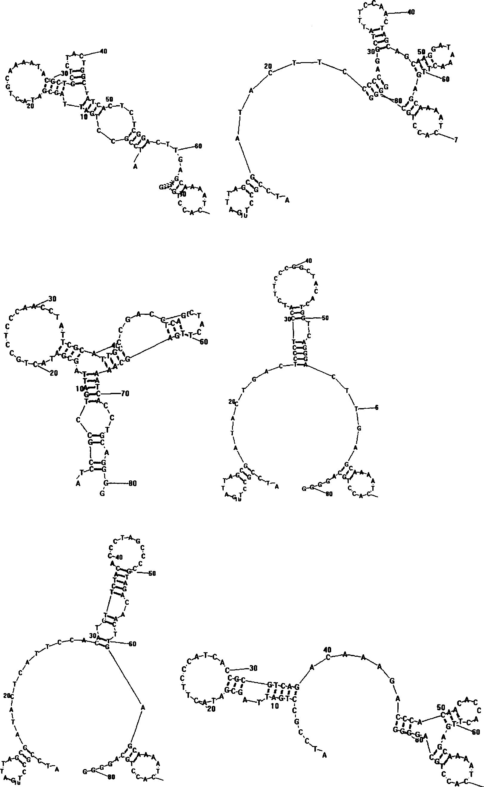 Nucleic acid aptamer with high specificity and high affinity to human breast carcinoma tissue, preparation method and application thereof