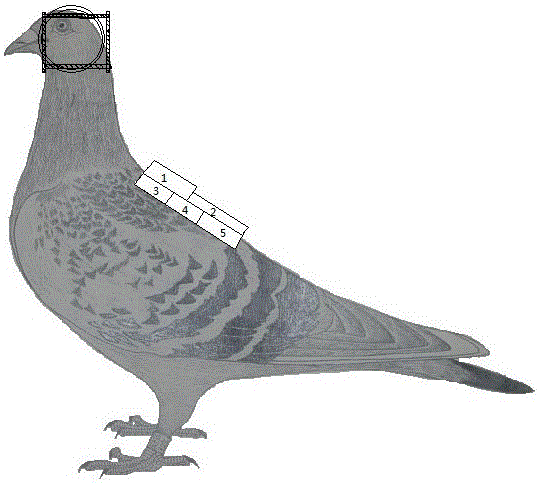 Three-axis magnetic field generating device and method for detecting birds for magnetic navigation orientation by aid of three-axis magnetic field generating device