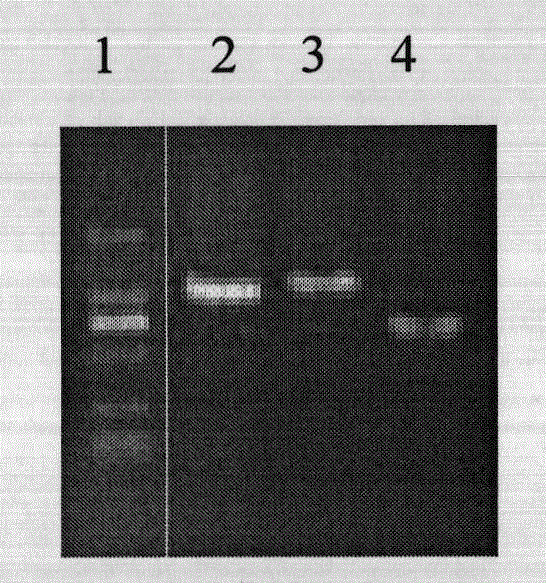 Recombinant polymorphic hansenula polymorpha and preparation method thereof