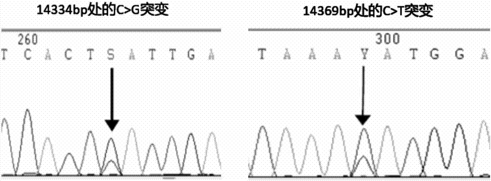 Porcine MMP20 gene segment as genetic marker of litter size trait and application