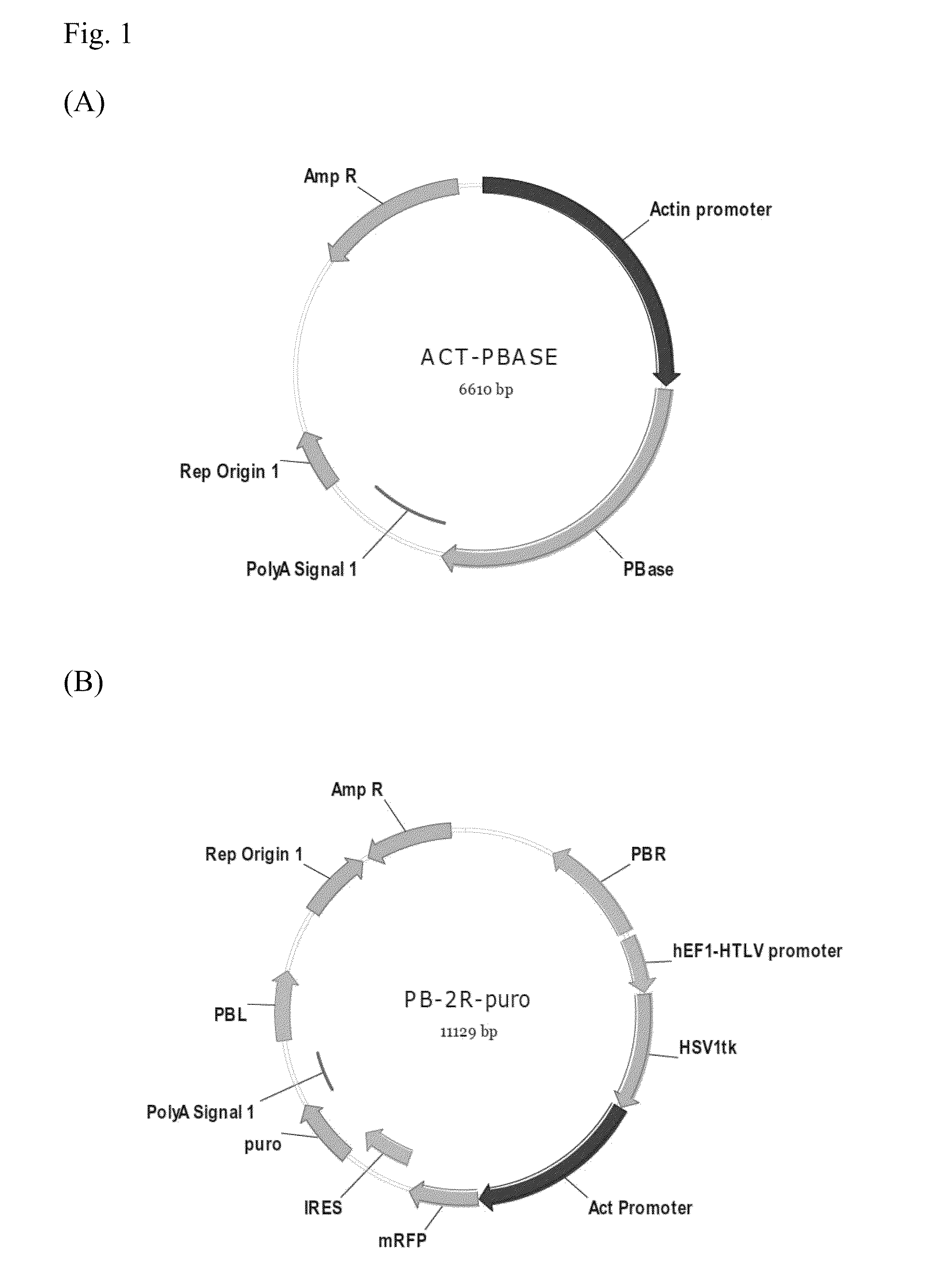 Methods for in vivo identification of cancer initiating cells by multimodality reporter gene imaging