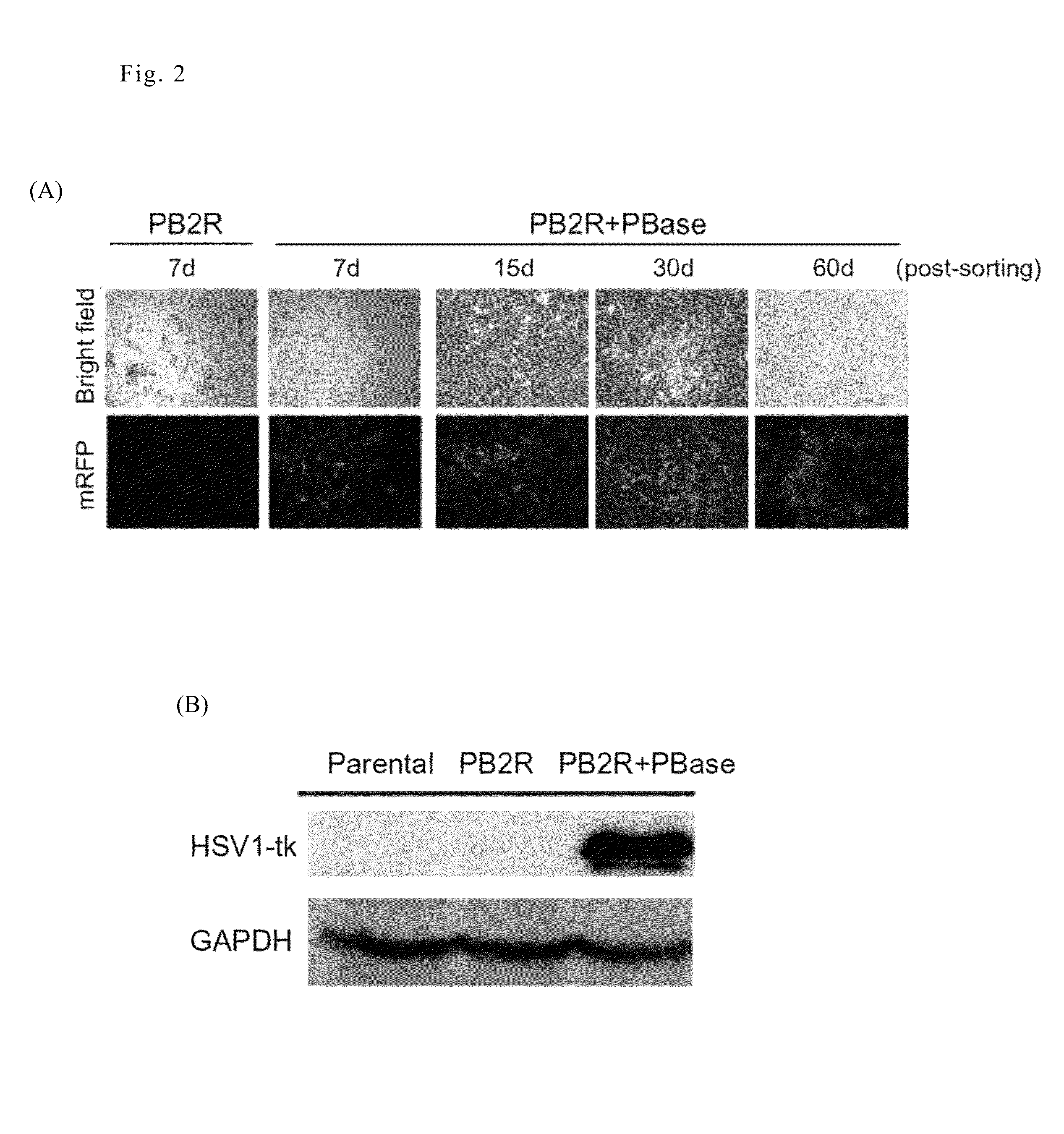 Methods for in vivo identification of cancer initiating cells by multimodality reporter gene imaging