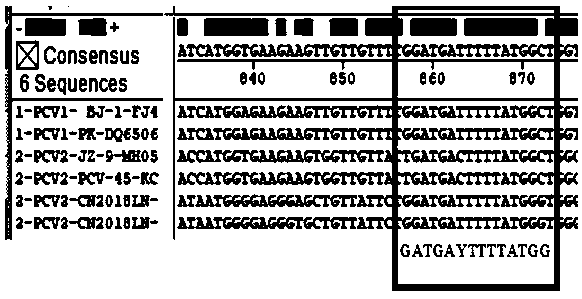 Primer group for identifying porcine circovirus types 1, 2 and 3 and application of primer group