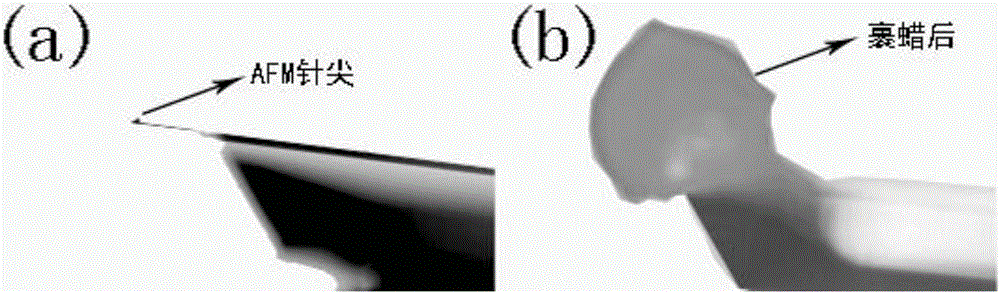 Waxed probe tip of scanning probe microscope and preparation method and application thereof