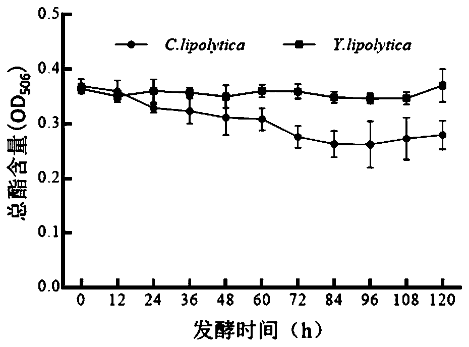 Method for preparing gamma-decalactone (GDL) from kitchen waste grease