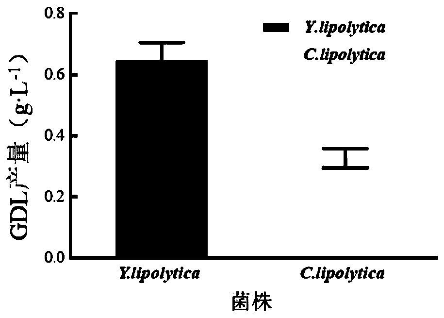 Method for preparing gamma-decalactone (GDL) from kitchen waste grease