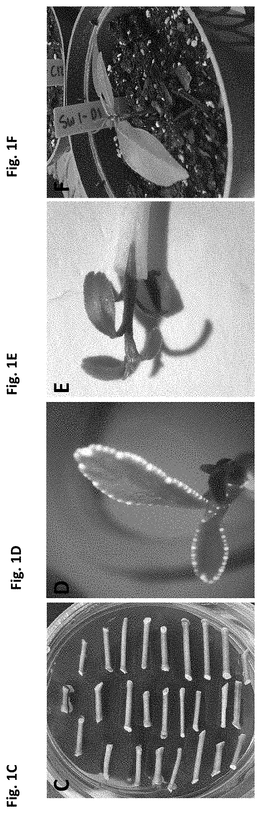 Targeted editing of citrus genes for disease resistance