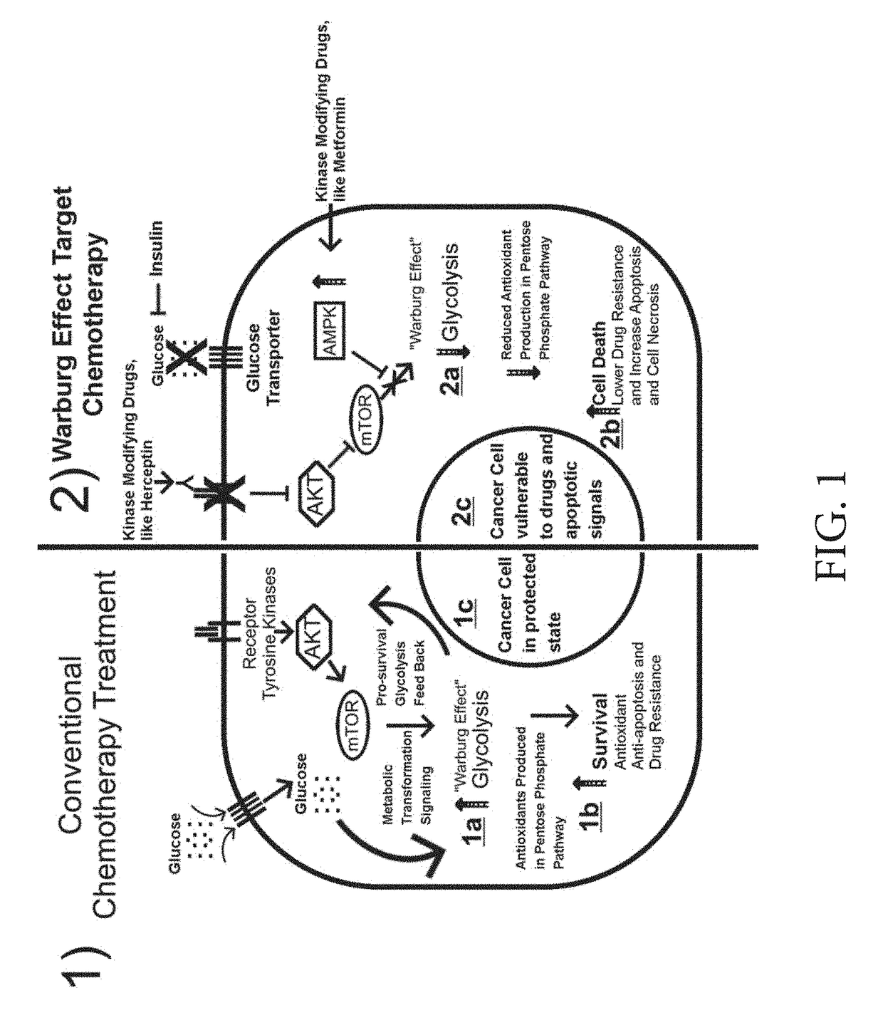 Warburg Effect Targeted Chemotherapy Apparatus