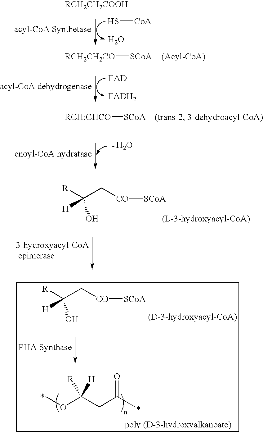 Polyhydroxyalkanoate-containing structure and manufacturing method thereof