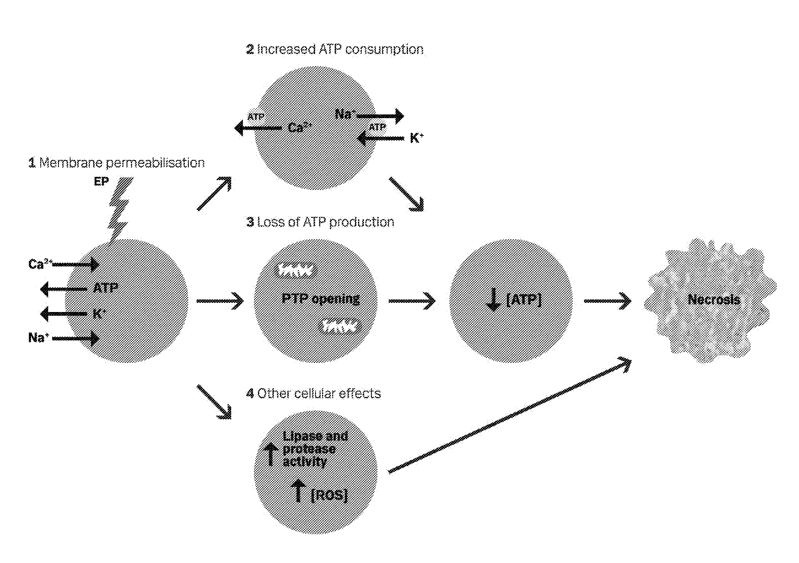 Therapeutic applications of calcium electroporation to effectively induce tumor necrosis