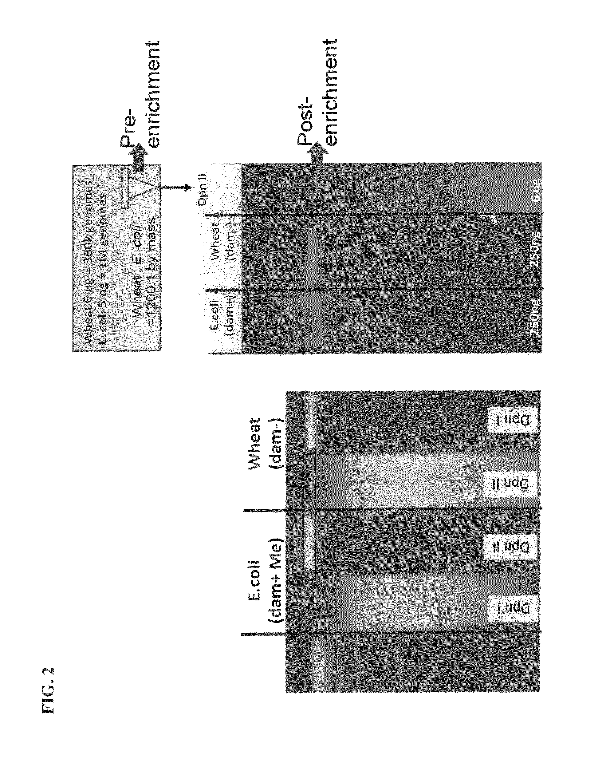 Kits for segregating target nucleic acid from mixed nucleic acid samples