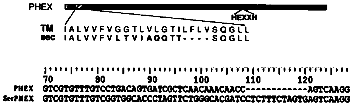 A kit for identifying the enzyme activity of wild-type and mutant-type proteasome of X-linked hypophosphatemic rickets PHEX gene