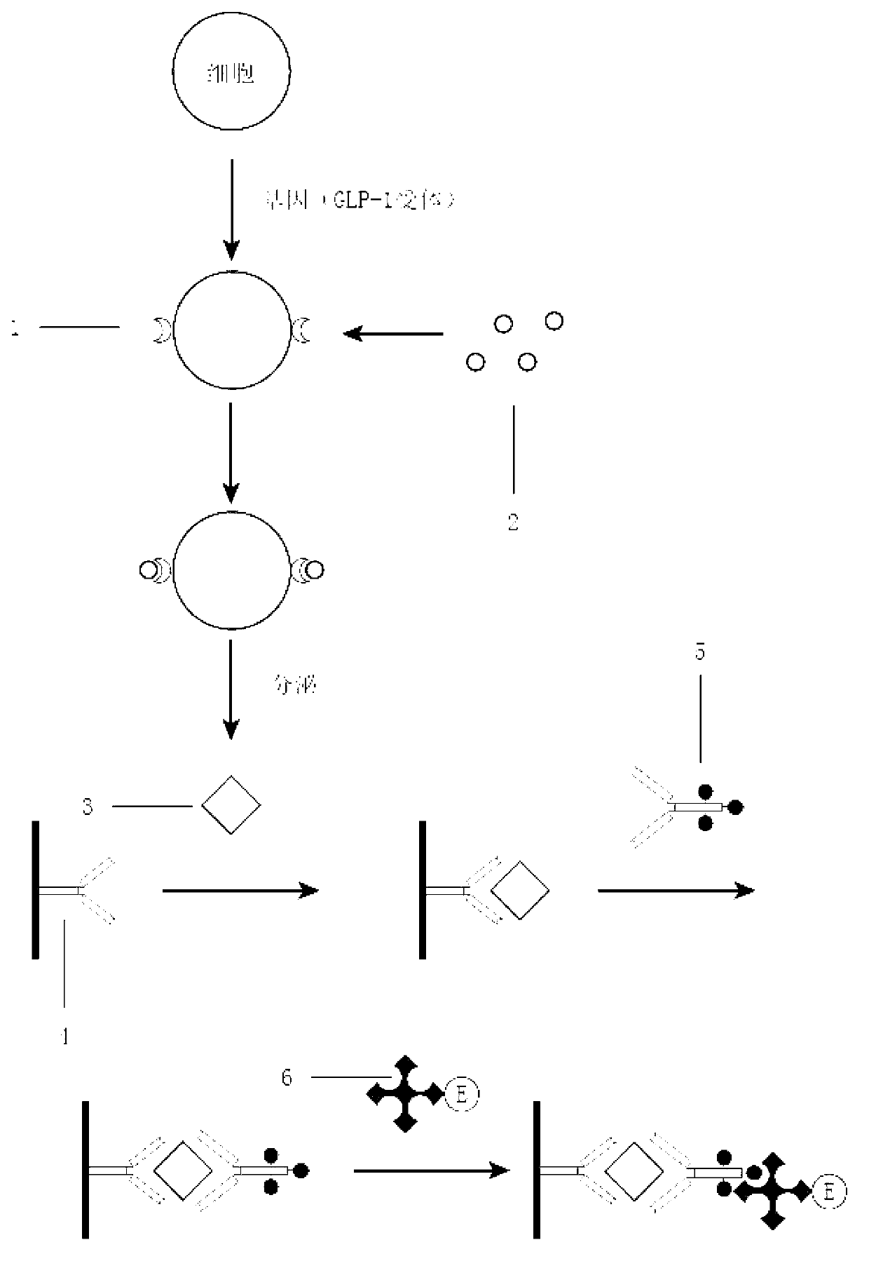 Reagent, method and kit for detection of biological activity of glucagon-like peptide-1 (GLP-1)