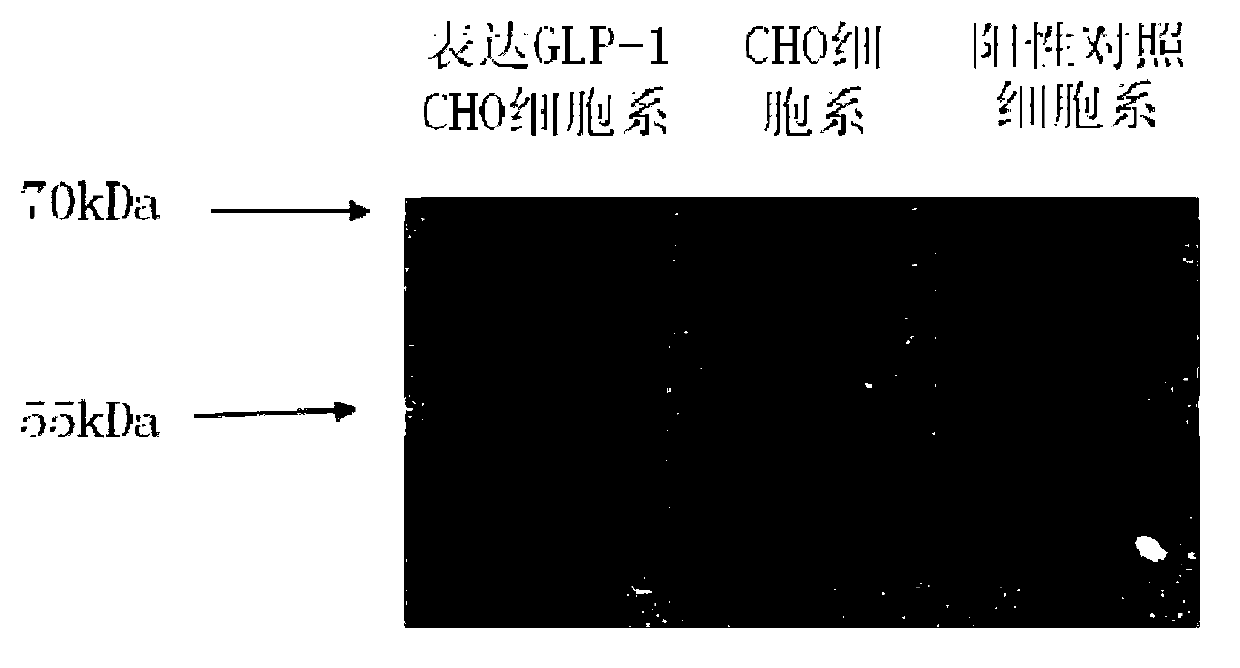 Reagent, method and kit for detection of biological activity of glucagon-like peptide-1 (GLP-1)