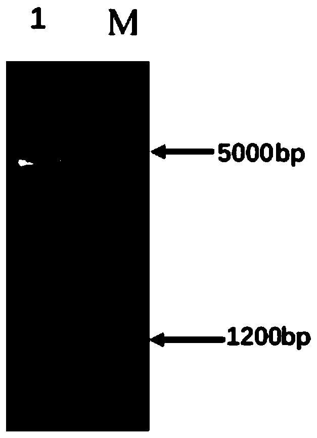 Recombinant baculovirus expression vector of ORF66 protein of cyprinid herpesvirus II and preparation method thereof