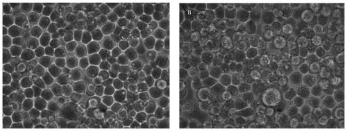 Recombinant baculovirus expression vector of ORF66 protein of cyprinid herpesvirus II and preparation method thereof