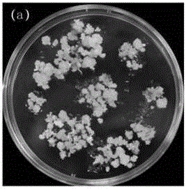 Fusion protein, production method thereof, and production method of transgenic rice