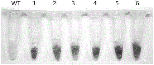 Fusion protein, production method thereof, and production method of transgenic rice