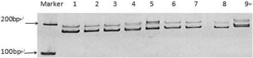 Specific primers and screening method for EST-SSR (Express Sequence Tag-Simple Sequence Repeat) marker of torreya grandis transcriptome sequence