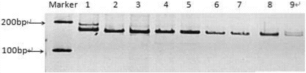 Specific primers and screening method for EST-SSR (Express Sequence Tag-Simple Sequence Repeat) marker of torreya grandis transcriptome sequence