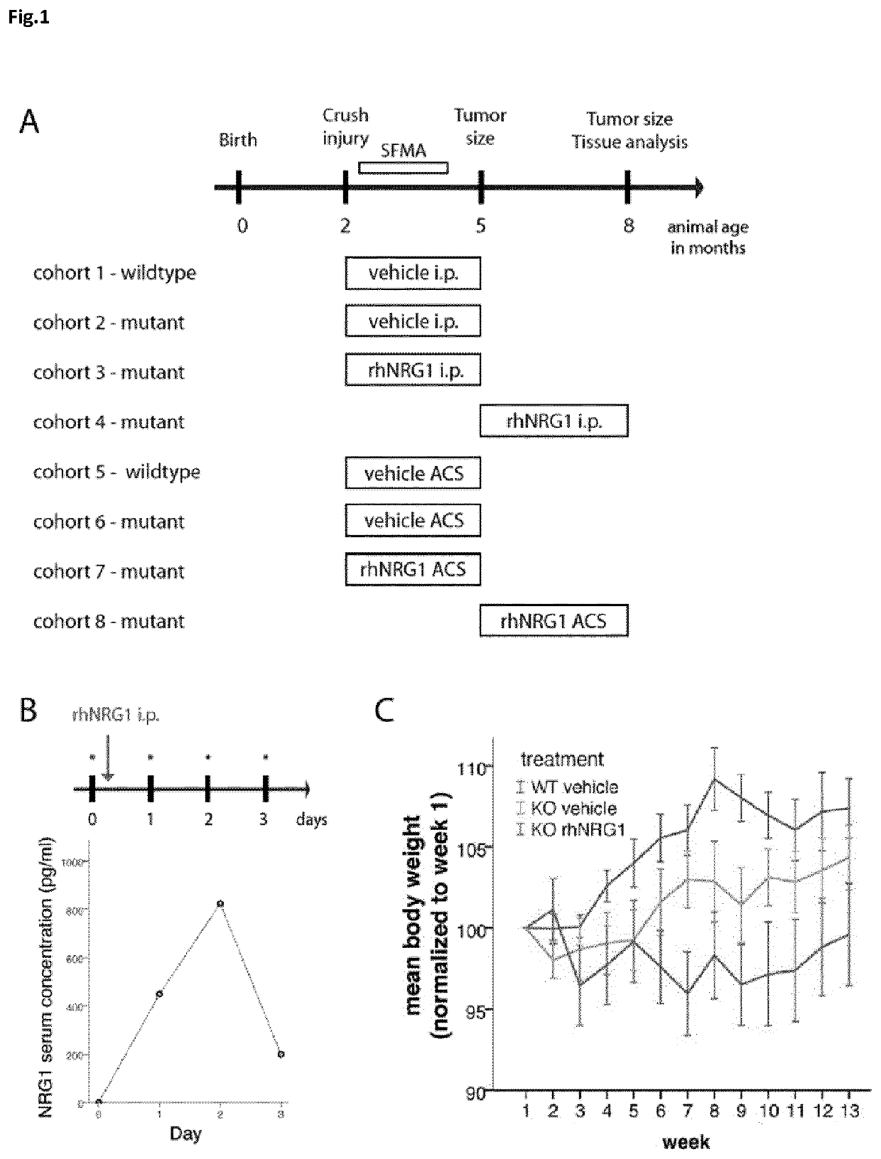 Neuregulin for the treatment and/or prevention of tumors of the nervous system