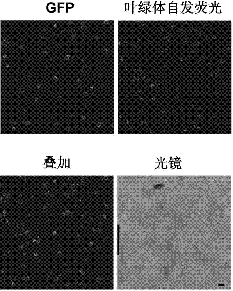 Preparation method and application of paddy rice green protoplast