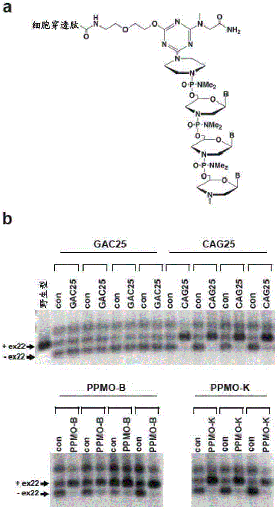 Peptide-linked morpholino antisense oligonucleotides for treatment of myotonic dystrophy