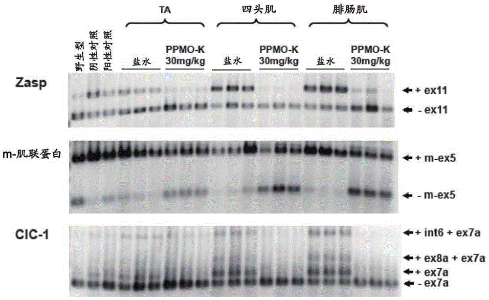 Peptide-linked morpholino antisense oligonucleotides for treatment of myotonic dystrophy