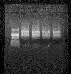 Quick osseous tissue RNA extraction kit