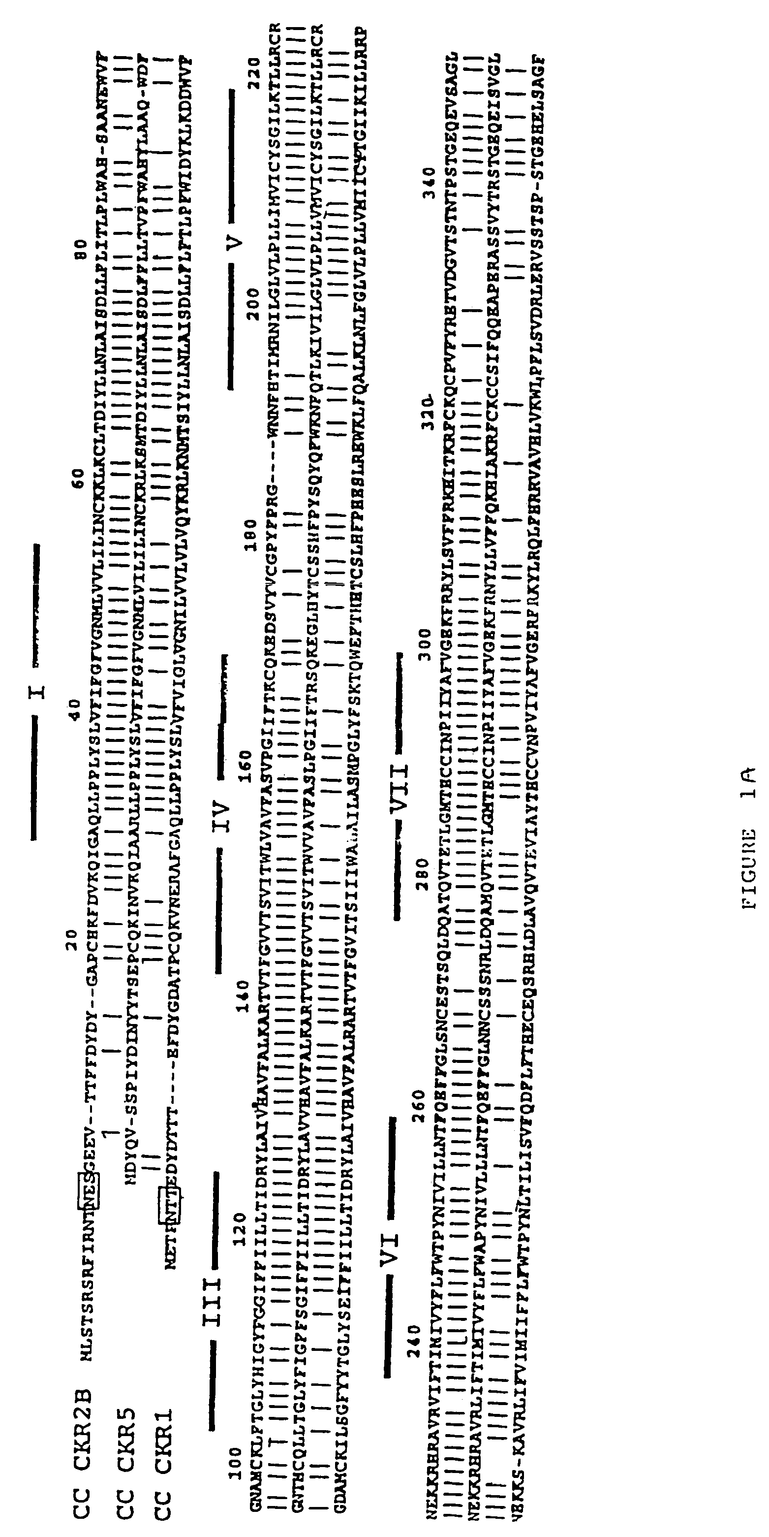 CC chemokine receptor 5 DNA, new animal models and therapeutic agents for HIV infection