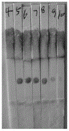 Glycosylated polypeptide, conjugate of glycosylated polypeptide and carrier protein, as well as preparation method and application of glycosylated polypeptide