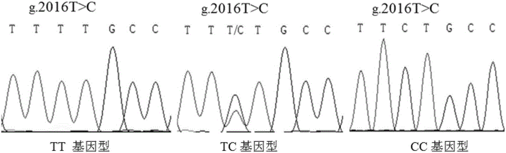 Molecular marking method for selecting goat kidding number by using de-linked metalloprotease gene containing thrombin-sensitive protein die body