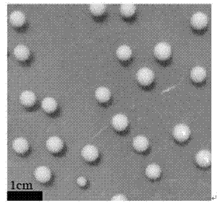 Phanerochaete chrysosporium mycelium growthform controlling method