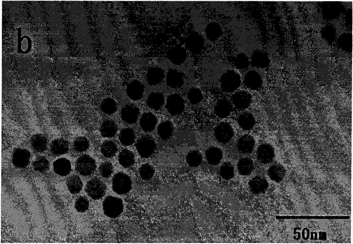 Surface-modified iron oxide magnetic nano-particle and surface modification method thereof