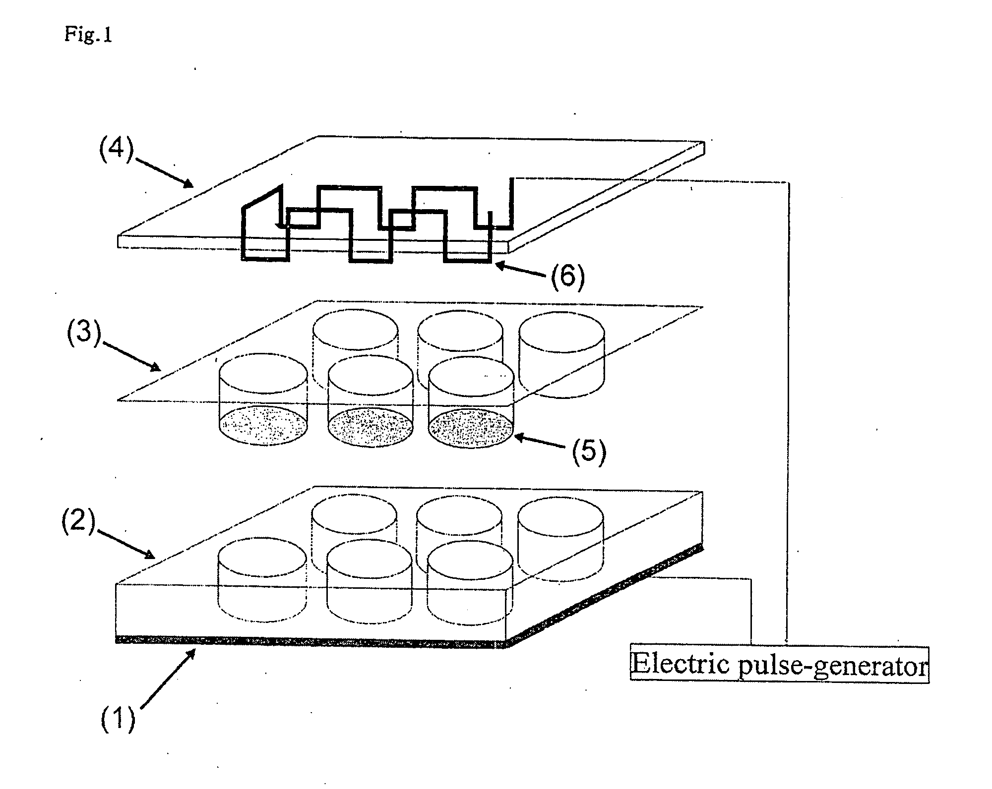 Cultured muscle cells with high metabolic activity and method for production of the cultured muscle cells