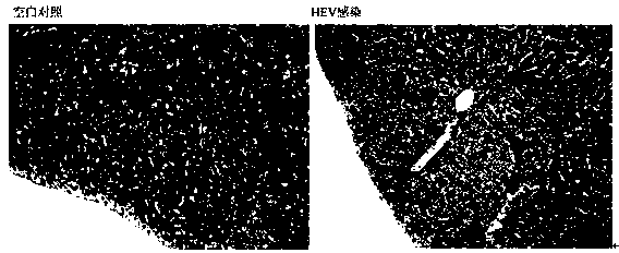 Construction method of chronic hepatitis E virus mouse model