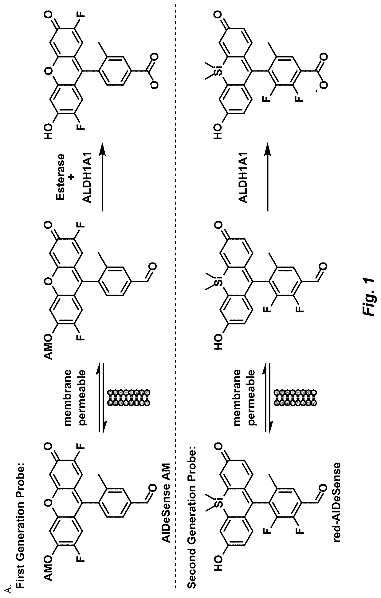 Selective fluorescent probe for aldehyde dehydrogenase