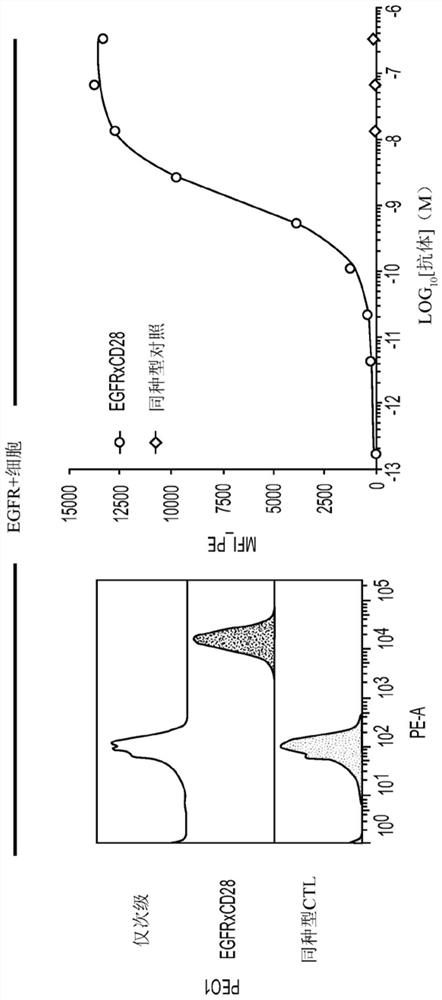 EGFRxCD28 MULTISPECIFIC ANTIBODIES