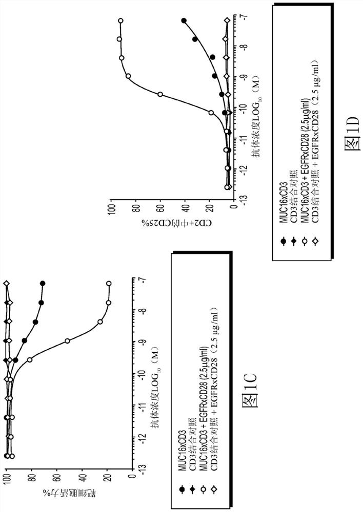 EGFRxCD28 MULTISPECIFIC ANTIBODIES