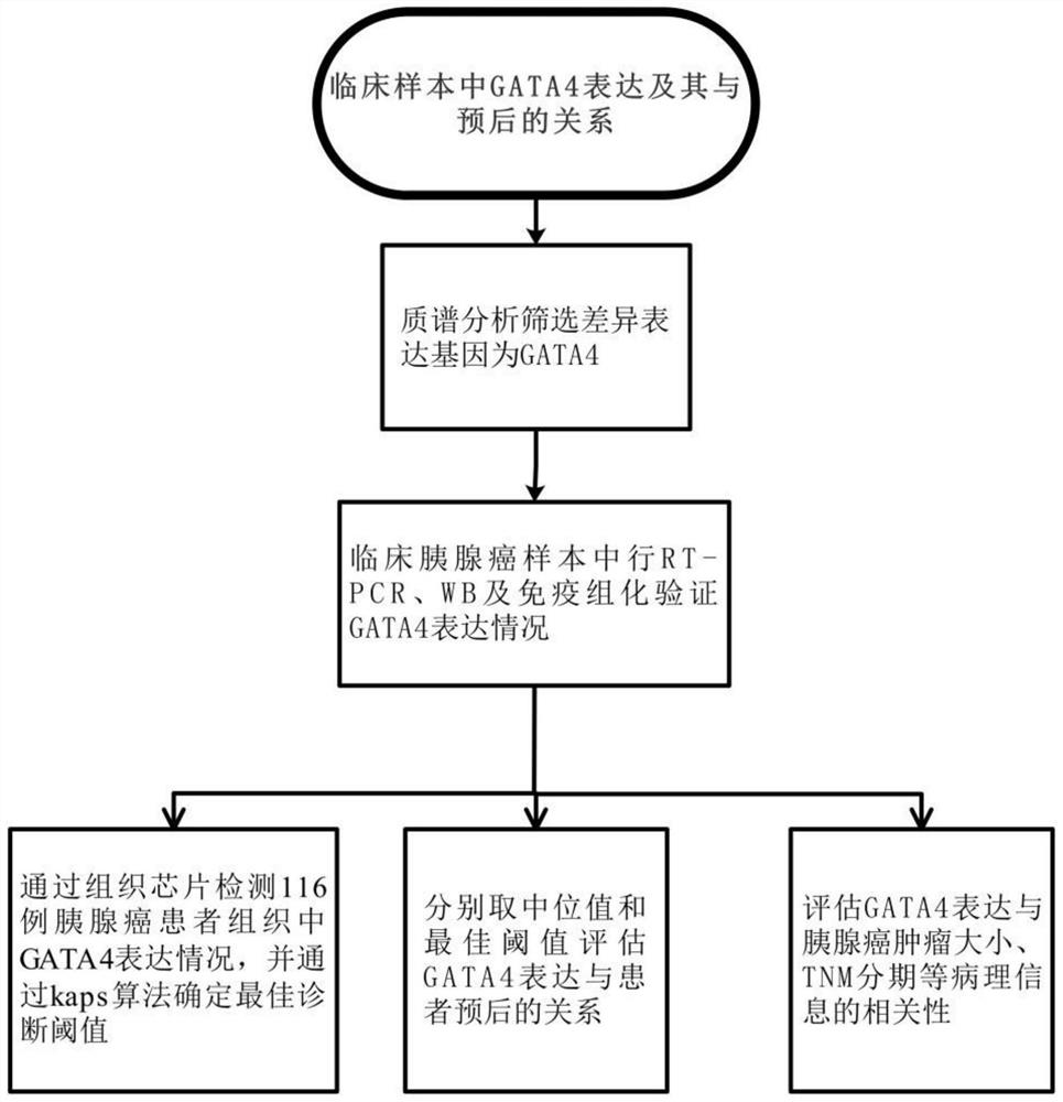 Application of diagnostic marker GATA4 in pancreas inflammatory cancer transformation