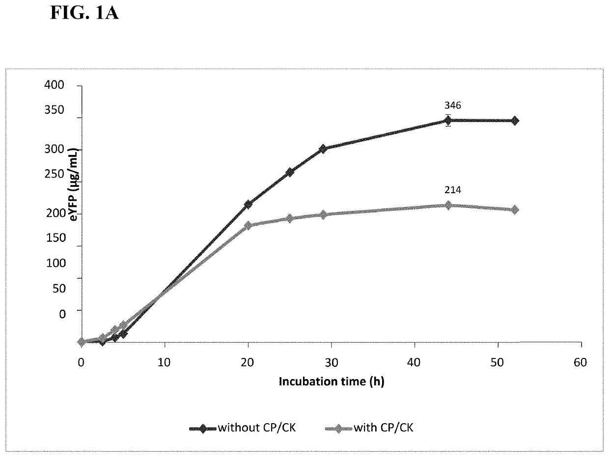 Eukaryotic cell-free protein expression system that does not require an artificial energy regeneration system