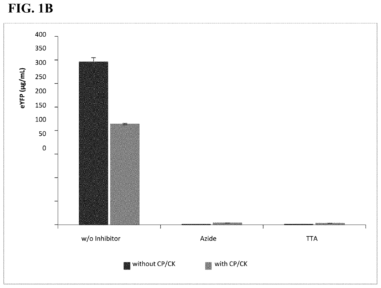 Eukaryotic cell-free protein expression system that does not require an artificial energy regeneration system