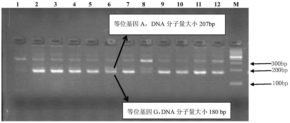 Detection primer marked by SNP and associated with pinctada martensi adductor muscle weight and application of detection primer