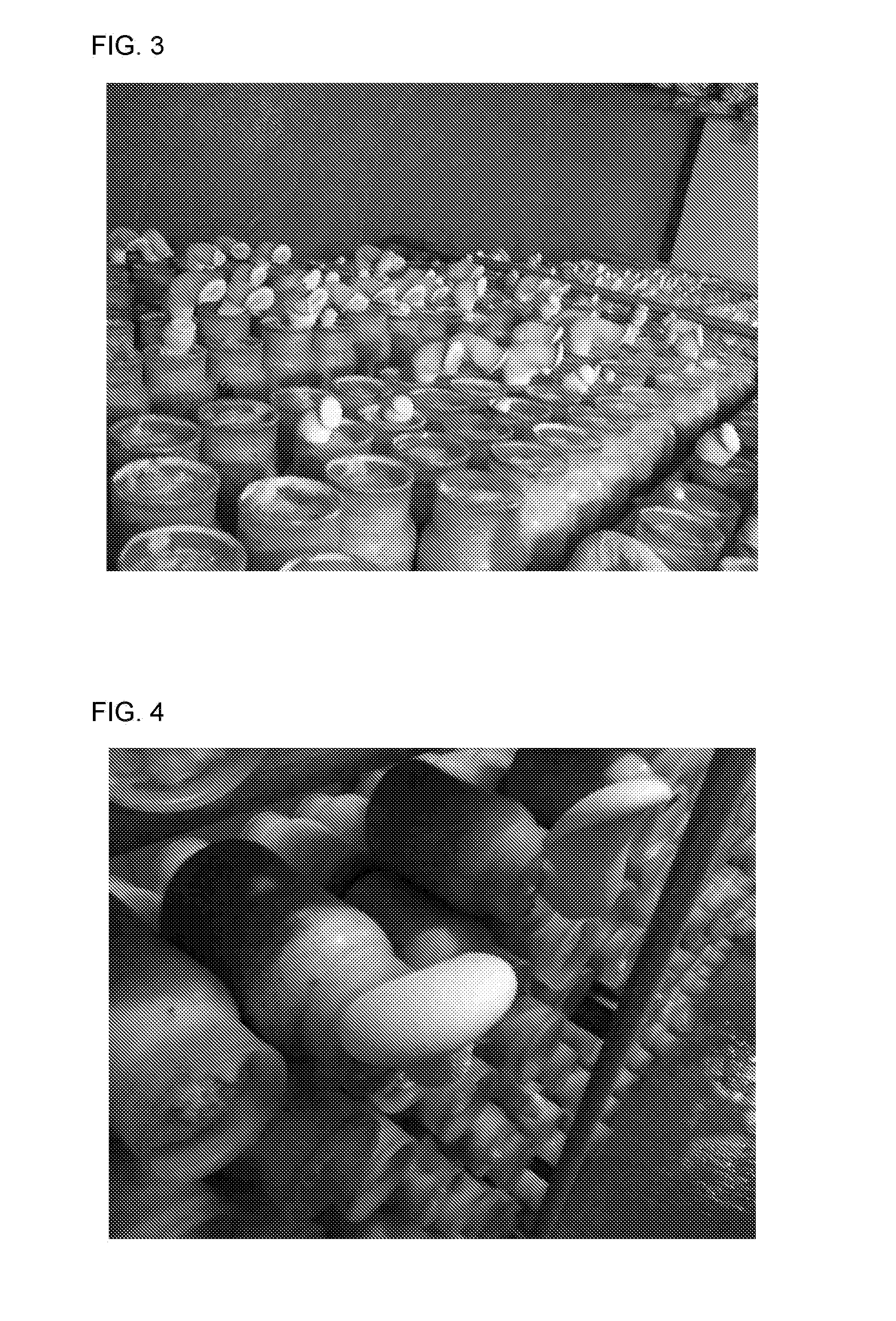 Novel strain of pleurotus nebrodensis