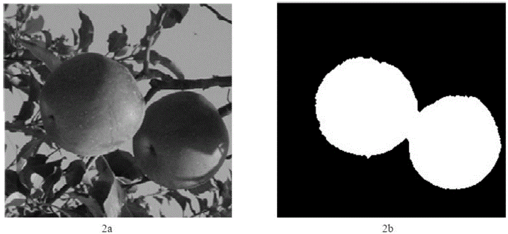 Fast tracking recognition method for overlapped fruits by picking robot