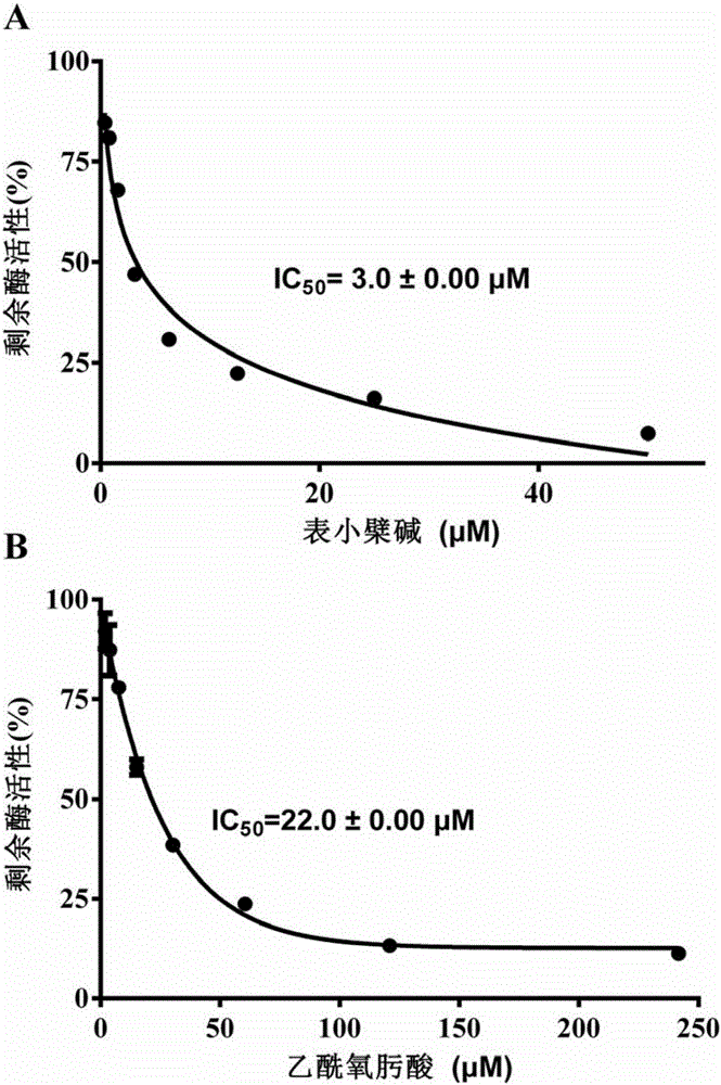 Application of epiberberine in preparation of urease inhibitor